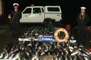 Armada desbarata millonario robo de salmón desde centro de cultivo en Aysén