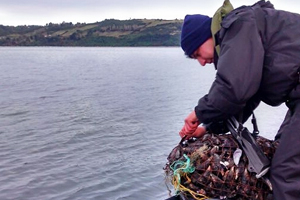 Personal Naval decomisó cerca de 2.600 kilos de mariscos en Castro