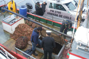 Decomisan casi 14 toneladas de mariscos durante la semana, en la Región de Los Lagos