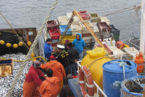 Autoridad Marítima incauta dos toneladas de sardinas en Calbuco