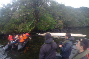 Armada apoya comisión que investiga masivo varamiento de ballenas