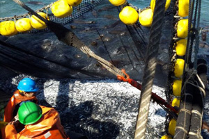Casi 80 toneladas de anchoveta fueron decomisadas durante gran operativo en Pisagua