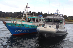 Más de 3 mil unidades del recurso Locos fueron incautadas en Calbuco