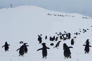 Pingüinos y focas despiden dotación de la Base Naval “Arturo Prat”