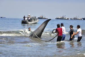 Armada coordina con éxito rescate de ballena varada en Iquique