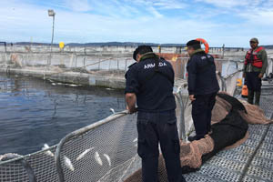 Intensas fiscalizaciones por mortalidad masiva de salmones