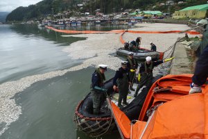 Mil 500 toneladas de sardinas muertas se han retirado desde la caleta de Queule