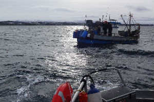 Decomiso de 516 kilos de centolla en Puerto Williams Decomiso de 516 kilos de centolla en Puerto Williams