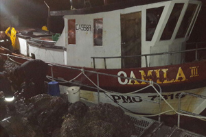 Casi dos toneladas de locos decomisados en Melinka