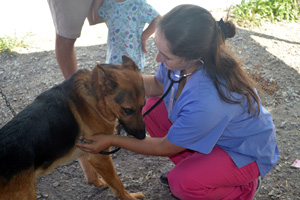 Reservistas de la Armada y Colegio Médico Veterinario de Chile instalan hospital de campaña para atender mascotas heridas en el Bío Bío