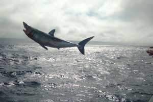 Armada liberó cuatro tiburones en alta mar atrapados por redes de pesca