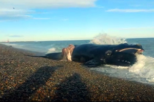 Servidores Navales de Faro Dúngeness hallan ballena varada en inmediaciones del sector