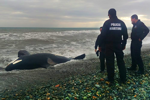 Armada realizó operativo por Orca de casi 8 metros que varó en litoral central y será llevada al Museo de Historia Natural
