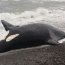 La ballena será llevada al Museo de Historia Natural en Santiago.