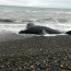 La ballena será llevada al Museo de Historia Natural en Santiago.