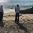 Armada se encuentra protegiendo a gigantesco elefante marino que se encuentra en la playa de Pisagua