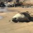 Armada se encuentra protegiendo a gigantesco elefante marino que se encuentra en la playa de Pisagua