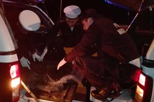 Autoridad Marítima de Patache rescató tortuga marina varada en Caleta Chanavaya