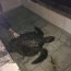 Autoridad Marítima de Patache rescató tortuga marina varada en Caleta Chanavaya