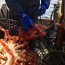 Lancha patrullera Alacalufe junto a Sernapesca liberaron cerca de 60 centollas en operativo de fiscalización en Bahía Hately