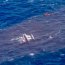 Armada rescata con éxito a tripulante francés al sur del Cabo de Hornos