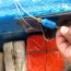 Autoridad Marítima realizó incautación de pesca ilegal en Constitución