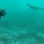 Autoridad Marítima de Chañaral y Conaf promueven buceo deportivo autónomo en Isla Pan de Azúcar
