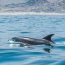 Autoridad Marítima de Chañaral y Conaf promueven buceo deportivo autónomo en Isla Pan de Azúcar