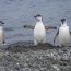  Buque “Aquiles” se encuentra realizando su 54° Expedición Científica Antártica  