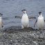 Buque “Aquiles” se encuentra realizando su 54° Expedición Científica Antártica