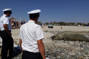 Armada protege a Elefante Marino que descansa en Bahía Inglesa