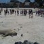 Armada protege a Elefante Marino que descansa en Bahía Inglesa