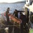 Capitanía de Puerto de Hanga Roa apoyó desembarco de emergencia de Indones en Isla de Pascua