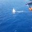 Armada junto a embarcaciones extranjeras coordinó rescate de tripulante francés