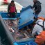 Capitanía de Puerto de Constitución incauta 3.8 toneladas de jibia junto a Sernapesca
