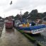 Capitanía de Puerto de Calbuco decomisó media tonelada de Cholgas ilegales