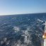 Buque “Cabo de Hornos” realiza crucero en apoyo al Instituto de Fomento Pesquero