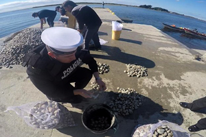 Autoridad Marítima decomisa más de 2 toneladas de almejas en Ancud
