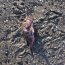 Autoridad Marítima y Sernapesca investigan varada de peces en Playas de Maullín