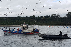 Armada incautó 240 kilos de merluza austral en Puerto Montt
