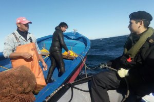 En Chiloé se decomisó media tonelada de erizo