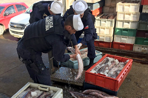 150 kilos de pulpo fueron decomisados en Calbuco