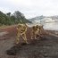 Infantes de Marina realizaron limpieza de playa en Talcahuano