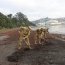  Infantes de Marina realizaron limpieza de playa en Talcahuano  