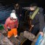 Autoridad Marítima realizó incautación de recursos marinos en zona no autorizada en Puerto Chacabuco