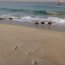 Cadetes Infantes de Marina de la Escuela Naval realizaron práctica profesional en Destacamentos IM