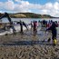  Autoridad Marítima apoyó rescate de ballena Sei en playa de Quinchao  