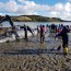 Autoridad Marítima apoyó rescate de ballena Sei en playa de Quinchao