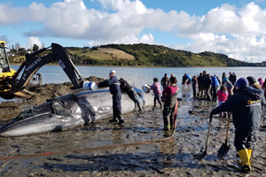 Autoridad Marítima apoyó rescate de ballena Sei en playa de Quinchao
