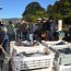 Armada y Sernapesca incautan 5.000 kilos de reineta en Valdivia